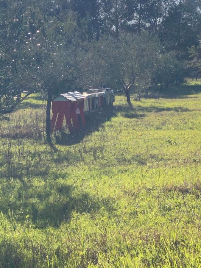 Agriturismo Le Biricoccole Вада Екстер'єр фото